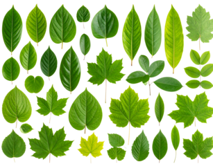  Curved Stem with Cluster of Tropical Green Leaves, Angled Side View, Isolated on Transparent Background.