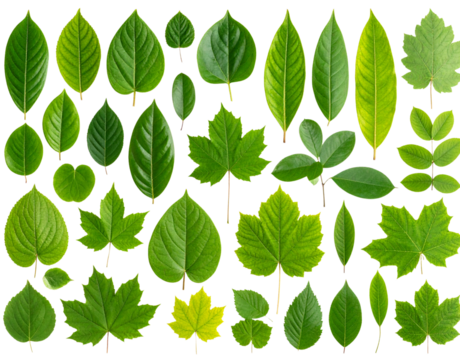  Curved Stem with Cluster of Tropical Green Leaves, Angled Side View, Isolated on Transparent Background.