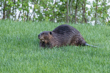 Beaver in a natural setting in Newfoundlands nature.
