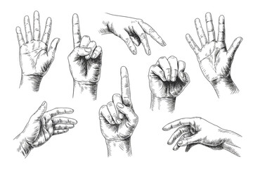A collection of detailed hand drawings showcases various gestures and positions, rendered in a vintage style