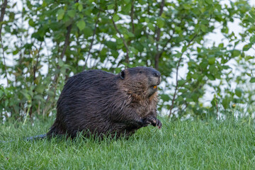 Beaver in a natural setting in Newfoundlands nature.