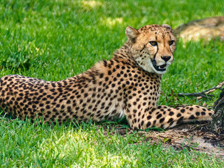 Cheetah Lounges in Grass Under Sunlight