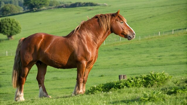 Suffolk Punch Draft Horse Standing Strong in Green Pasture - Powered by Adobe