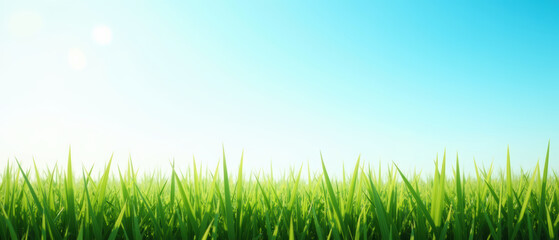 Lush green grass under clear blue sky creates serene and peaceful atmosphere, perfect for relaxation and nature appreciation
