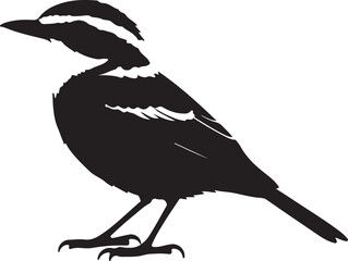 Whinchat in silhouette full white baackground.