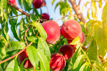 Close-up of red ripe peaches on a branch growing on a peach tree in an orchard on a summer day