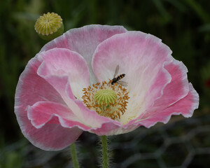 Pink variegated poppy pollinated by a hover fly