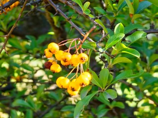 Pyracantha coccinea is an ornamental shrub with bright orange fruits hanging on an autumn bush and green leaves.