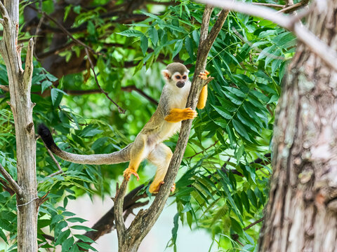 Squirrel Monkey Climbing Tree Branch in Tropical Habitat