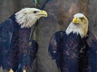 Pair of Bald Eagles Perched Together with Intense Gaze