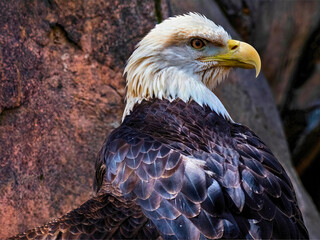 Bald Eagle Closeup with Sharp Beak and Intense Gaze