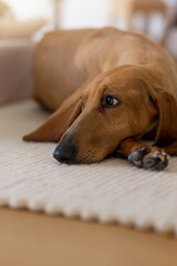 Segugio italiano scent hound lying on a light carpet 
