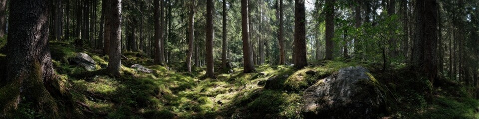 Naklejka premium Sunlight filters through a dense forest of tall trees, illuminating mossy ground and rocks, creating a serene woodland scene perfect for nature and landscape themes.