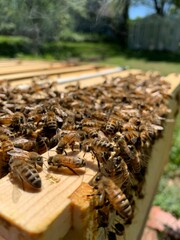 bees on a beehive