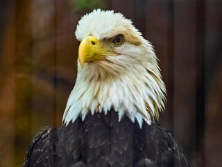 Fototapeta premium Bald Eagle Staring Forward with Intense Expression