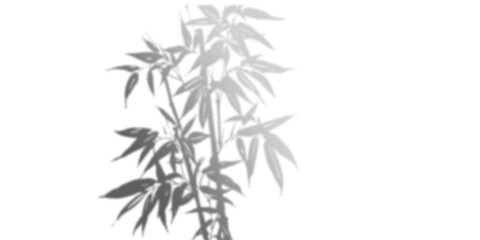 Stylish grayscale illustration of bamboo stalks. Perfect for nature, zen, or Asian-themed designs.