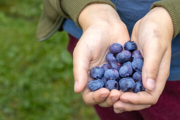 Children's hands gently hold handful of major fresh blueberries on green background. Close-up.