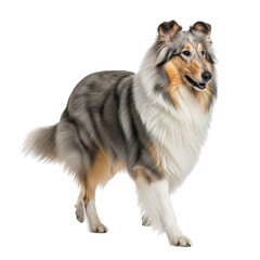 Beautiful blue merle collie standing proudly against a white background