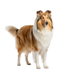 Majestic sable and white collie standing proudly