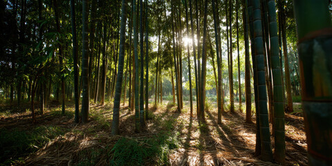 Obraz premium Bamboo forest with sunlight filtering through tall green stalks creating long shadows forest floor peaceful natural setting