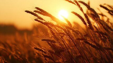 Golden wheat field bathed in warm, hazy sunset light, blowing in gentle breeze
