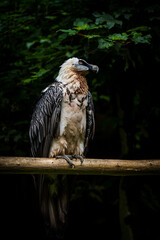 bearded vulture in nature whole bird