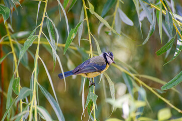 the eurasian blue tit perched on a willow branch