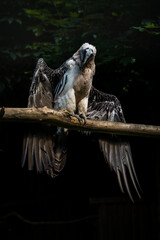 bearded vulture in nature whole bird