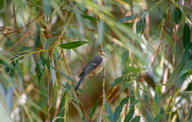 the eurasian blue tit perched on a willow branch