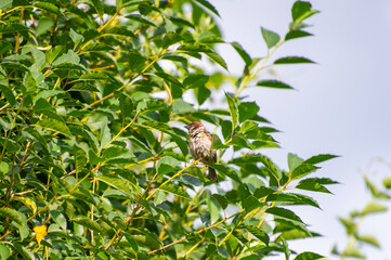 the eurasian tree sparrow perched on a tree branch among green leaves