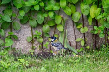 the great tit on the mint background