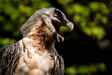 bearded vulture in nature portrait