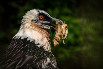 bearded vulture in nature portrait