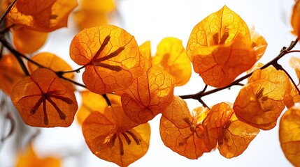 Close-up of a branch showcasing numerous vibrant, translucent orange bougainvillea blossoms against a softly blurred white background; light filters through delicate petals