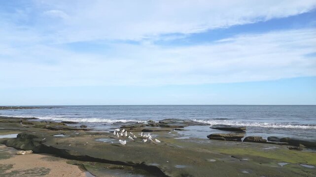 Moving over a flock of seagulls on the edge of the beach.