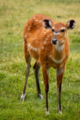 West African Sitatunga (lat. Tragelaphus speki gratus) swamp-dwelling antelope