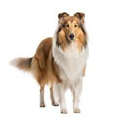 Majestic rough collie dog standing proudly against a white background