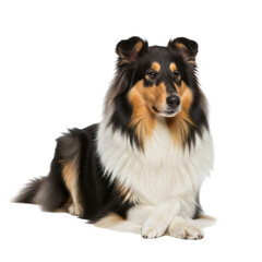 Majestic tricolor rough collie dog posed on white background