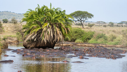 Hippos love refreshing dips in water and lush vegetation in the vast African Savanna Tanzania...