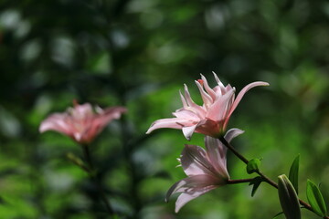 純潔を象徴する花