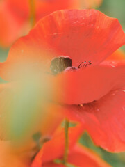 A close-up of a poppy flower, showing its vibrant colors.