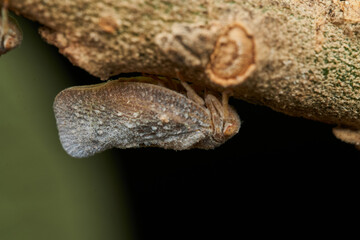 Tiny bug captured in perfect focus