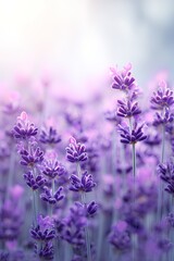 Naklejka premium Purple Lavender Field In Bloom