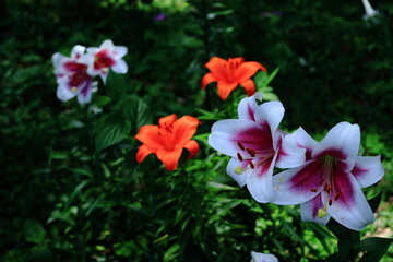 純潔を象徴する花