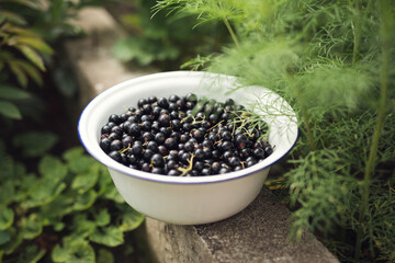 White bowl of black currant in the garden