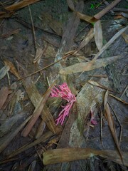 "Among the dry leaves that fell on the ground in the forest, there was a small creature that stood out, a forest mushroom in shape."