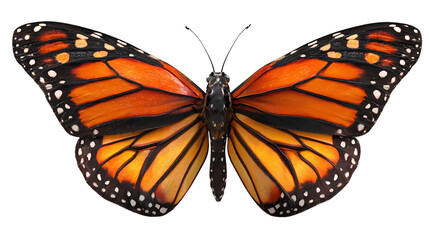 Obraz premium Detailed monarch butterfly with vibrant orange wings isolated on transparent background