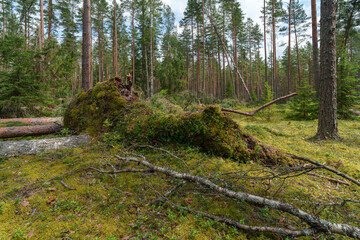 footpath in the forest