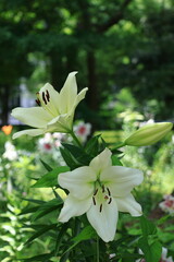 純潔を象徴する花