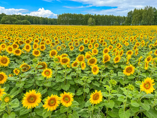 Blooming sunflower field under bright blue sky. Scenic rural landscape with vibrant yellow flowers in summer.